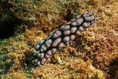 Phyllidiella pustulosa