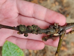 Disholcaspis mellifica