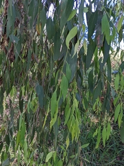 Eucalyptus radiata