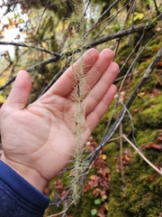 Usnea longissima