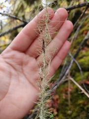 Usnea longissima