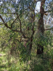 Eucalyptus radiata