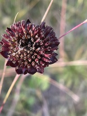 Helianthus radula