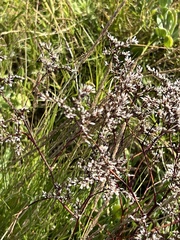Limonium carolinianum
