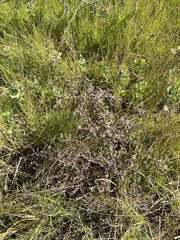 Limonium carolinianum