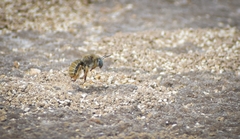 Canephorula apiformis