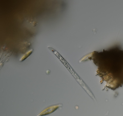 Lepocinclis cyclidiopsis