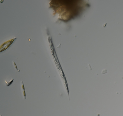 Lepocinclis cyclidiopsis