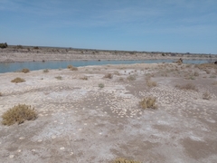 Canephorula apiformis