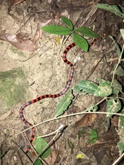 Micrurus nigrocinctus