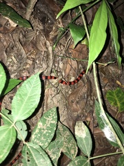 Micrurus nigrocinctus