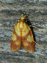 Sparganothis lycopodiana