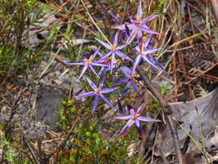 Calectasia intermedia