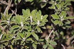 Brachyglottis monroi