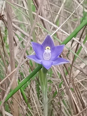 Thelymitra arenaria