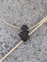 Phloeodes diabolicus