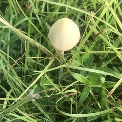 Conocybe apala albipes