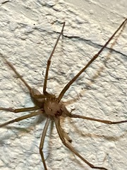 Araneae