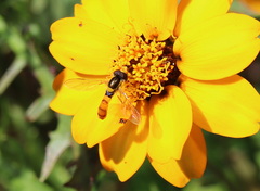 Sphaerophoria macrogaster