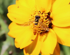 Sphaerophoria macrogaster