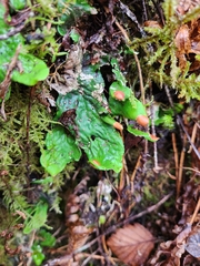 Peltigera leucophlebia