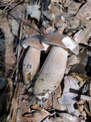 Boletus variipes