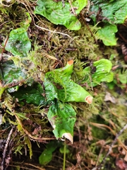 Peltigera leucophlebia