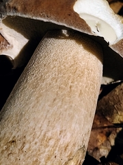 Boletus variipes
