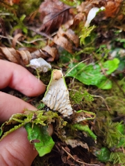 Peltigera leucophlebia