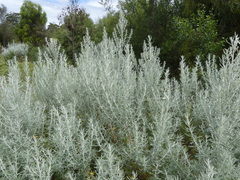 Artemisia arborescens