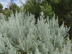 Artemisia arborescens