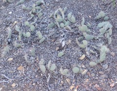 Opuntia polyacantha erinacea