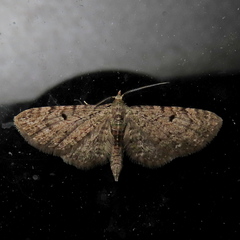 Eupithecia miserulata