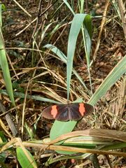 Heliconius