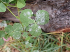 Erysiphe trifoliorum