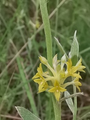 Pimelea curviflora
