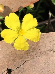 Hibbertia ericifolia