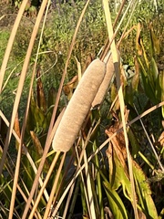 Typha laxmannii