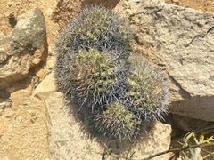 Copiapoa cinerascens