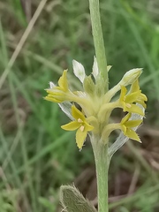Pimelea curviflora