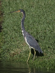 Egretta tricolor