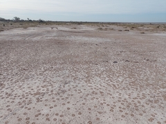 Canephorula apiformis