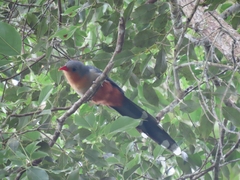 Zanclostomus javanicus