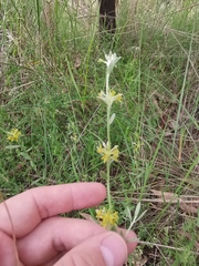 Pimelea curviflora