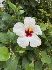 Hibiscus rosa-sinensis