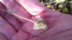 Anemone virginiana