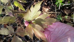 Anemone virginiana