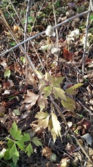 Anemone virginiana