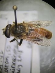 Polydontomyia curvipes