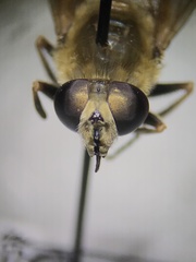Polydontomyia curvipes